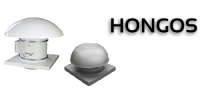 hongos